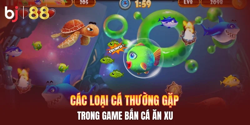 Các loại cá thường gặp trong game bắn cá ăn xu